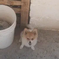 پامرین خرسی