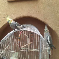 عروس هلندی