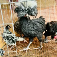 نیمچه لهستانی مرغ و خروس