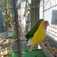 جفت کوتوله فیشر دستی مولد و یه جفت عروس هلندی