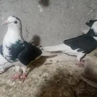 غهخبلهتت|کالسکه و لوازم جانبی|شادمهر, |دیوار