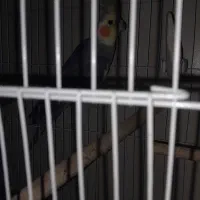 عروس مولد