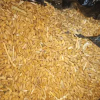 گندم دیم فروشی کیلو