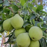 فروش باغ میوه در فریدونشهر