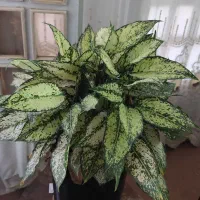 گل آپارتمانی|گل و گیاه طبیعی|قم, هفت تیر|دیوار