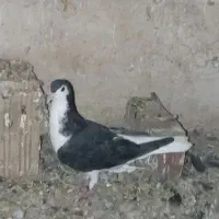 پرنده