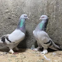 کبوتر ترکیه وارداتی