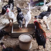 تخم مرغ گلین مرغ گلین خروس گلین و گردن لخت|حیوانات مزرعه|مشهد, شهرک بهارستان|دیوار