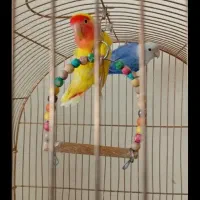 طوطی کتوله