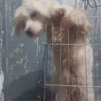 سگ پاکوتاه خوشکل ۷ماه|سگ|احمدسرگوراب, |دیوار