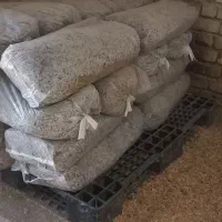 تفاله تر چغندر قند