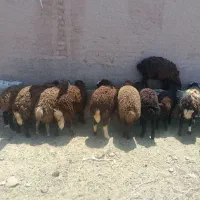 بره پای پروار