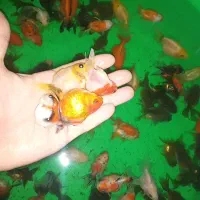 کله شیری|ماهی|تبریز, |دیوار