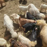 تعدادی بزغاله جهت فروش نقدی