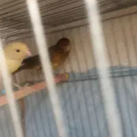 قناری جفت نرو ماده