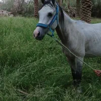 اسب سواری دار عرب مصری|اسب و تجهیزات اسب‌سواری|نرماشیر, |دیوار