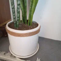 گل طبیعی