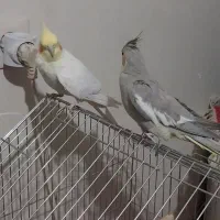 ی جفت عروس هلندی به فروش می‌رسد|پرنده|شازند, |دیوار