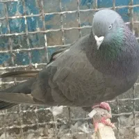 کفتر زاغ|پرنده|تهران, شهرک رضویه|دیوار