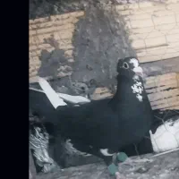 ماده پلنگ