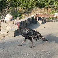10 عدد بوقلمون طبیعی بزرگ