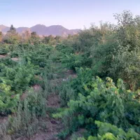 3000متر زمین کشاورزی مناسب گلخانه