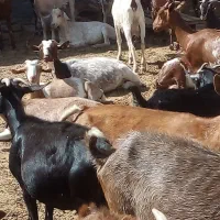 بز...|حیوانات مزرعه|تفت, |دیوار