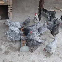 تخم مرغ گلین نطفه دار چهل تاج ریشی کاکلی