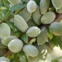 عرضه مستقیم بادام تونو فرصت پیش خرید