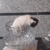 سرویس 24 نفره ی اکوا