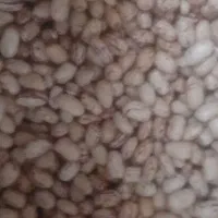 لوبیا چیتی|خوردنی و آشامیدنی|یاسوج, |دیوار