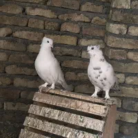 کبوتر کاکلی پاپر