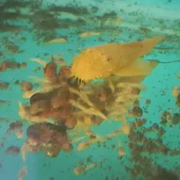 جفت مولد  کت بوته ایی