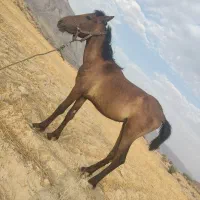 اسب|اسب و تجهیزات اسب‌سواری|فیروزآباد (فارس), |دیوار