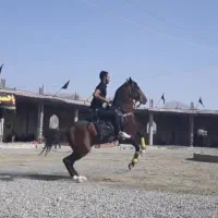 فروش اسب شمشاد|اسب و تجهیزات اسب‌سواری|فلاورجان, |دیوار