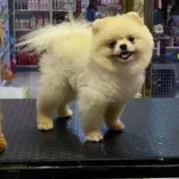 توله پامرانین|سگ|شیراز, اصلاح‌نژاد|دیوار