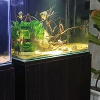اکواریوم شرکتی همراه سامپ سقفی