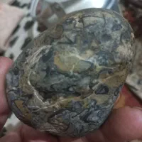 سنگ شهاب یا فسیل