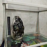 آکواریم شرکتی