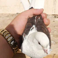 کفتر پرشی|پرنده|تهران, آهنگ|دیوار