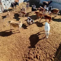 گاو گوساله دار در یاسوج