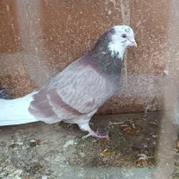 جفت نرو ماده انتیک