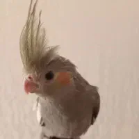 جوجه عروس هلندی|پرنده|فردیس, فرامرزیه|دیوار