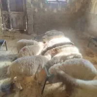 12 ورک واسه پروار بندی