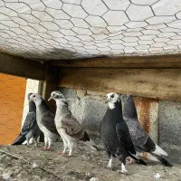 کبوتر جوجه پرشی|پرنده|قائمشهر, |دیوار