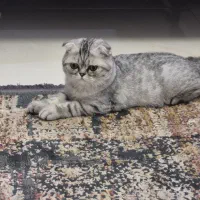 گربه نر شناسنامه دار نژاد اسکاتیش