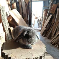 خرگوش لوپ بلو نر|موش و خرگوش|نجف‌آباد, امام خمینی|دیوار