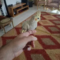 عروس هلندی زیبا و دستی به همراه قفس و لوازم|پرنده|تنکابن, |دیوار