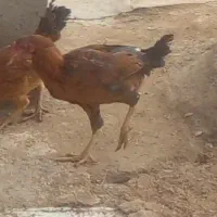 مرغ واروک|حیوانات مزرعه|دهگلان, |دیوار