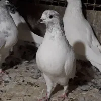 کبوتر|پرنده|اندیشه, اندیشه فاز ۵|دیوار